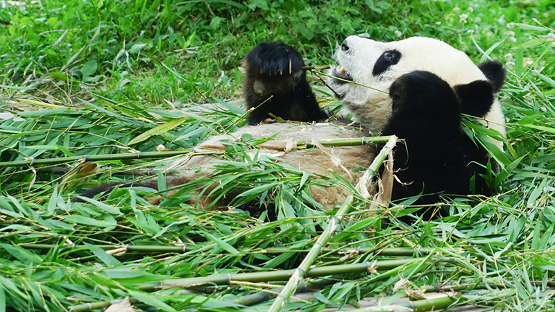 Giant Panda