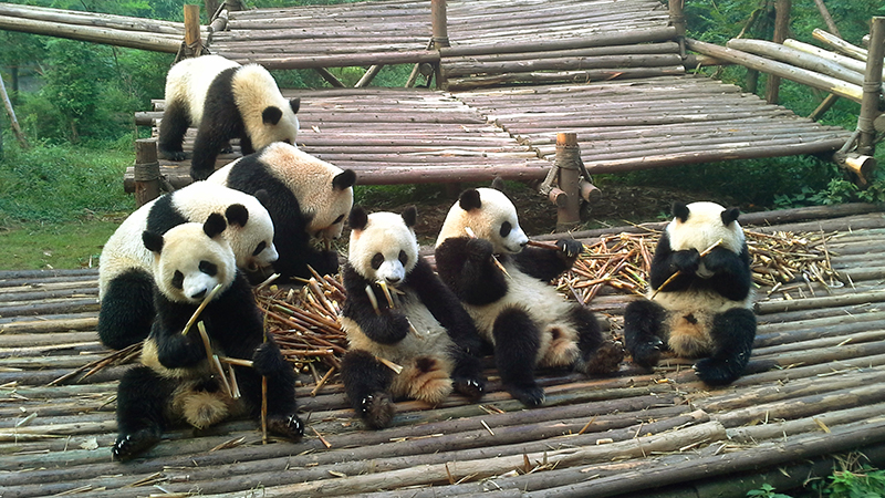 Pandas in the Breeding Sanctuary