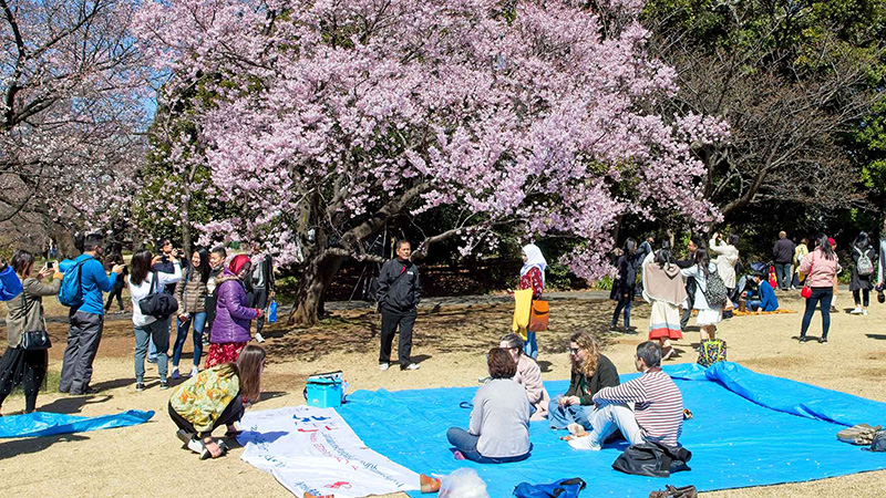 Have a Picnic and Enjoy Cherry Blossom