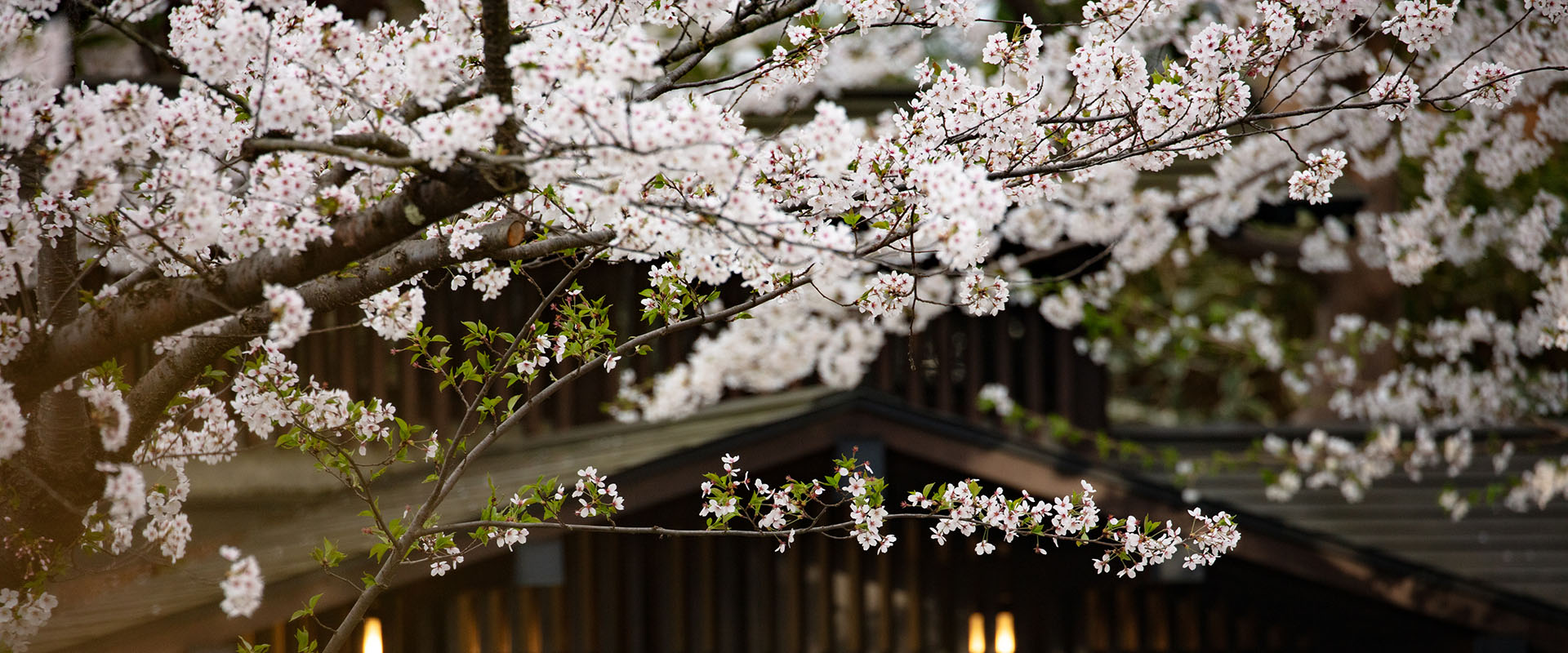 Cherry Blossoms in Tokyo: Best Places for Hanami 2027