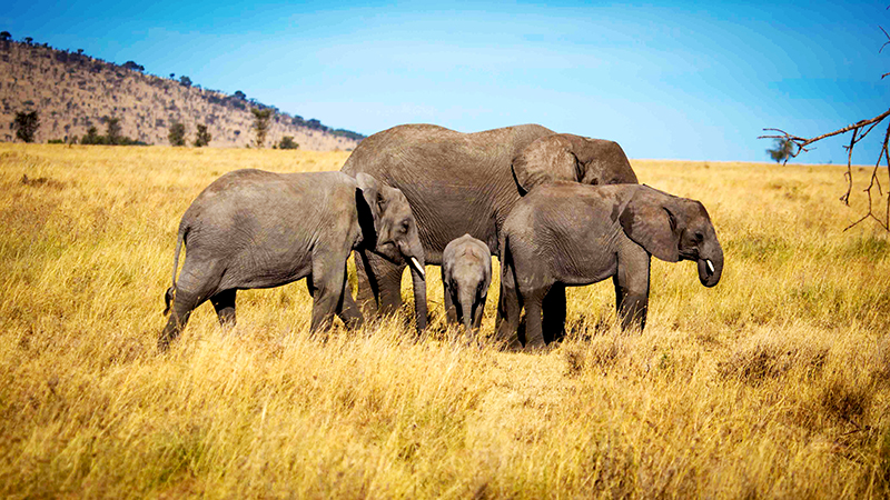 Elephants With Their Baby