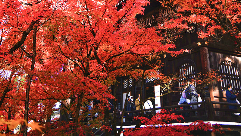 Fall Foliage in Japan