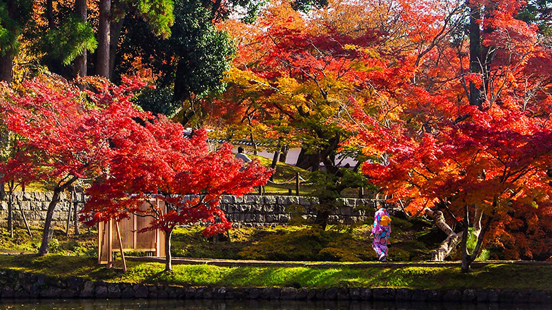Fall Foliage in Japan
