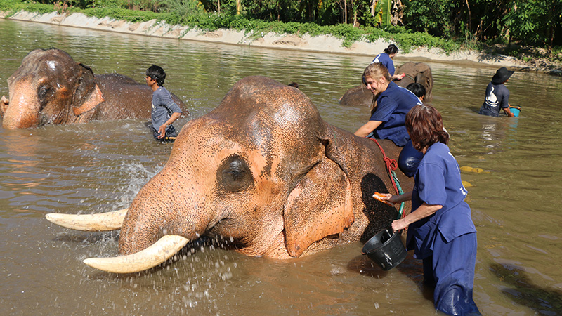 Get Close to Elephants in Chiang Mai