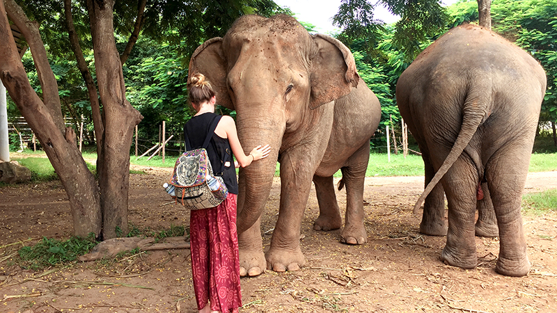 Get Close to Elephants