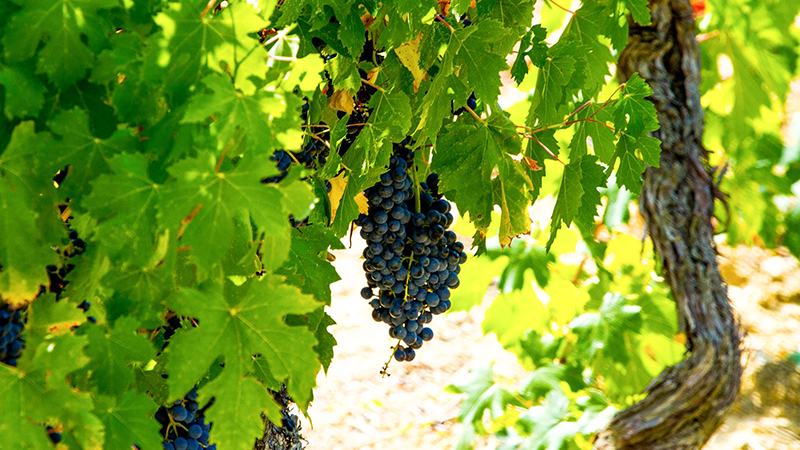 Grapes in the Vineyard