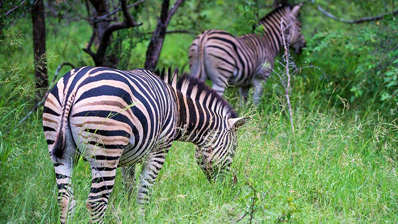 Zebras