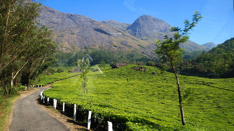 Tea Plantations in Munnar