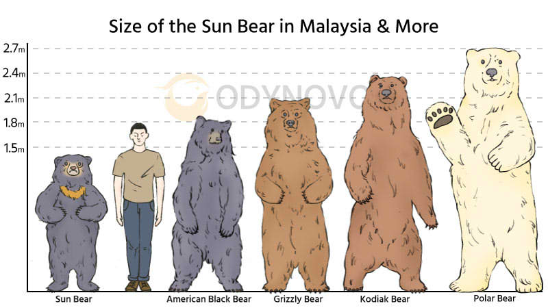Size of the Sun Bear in Malaysia & More