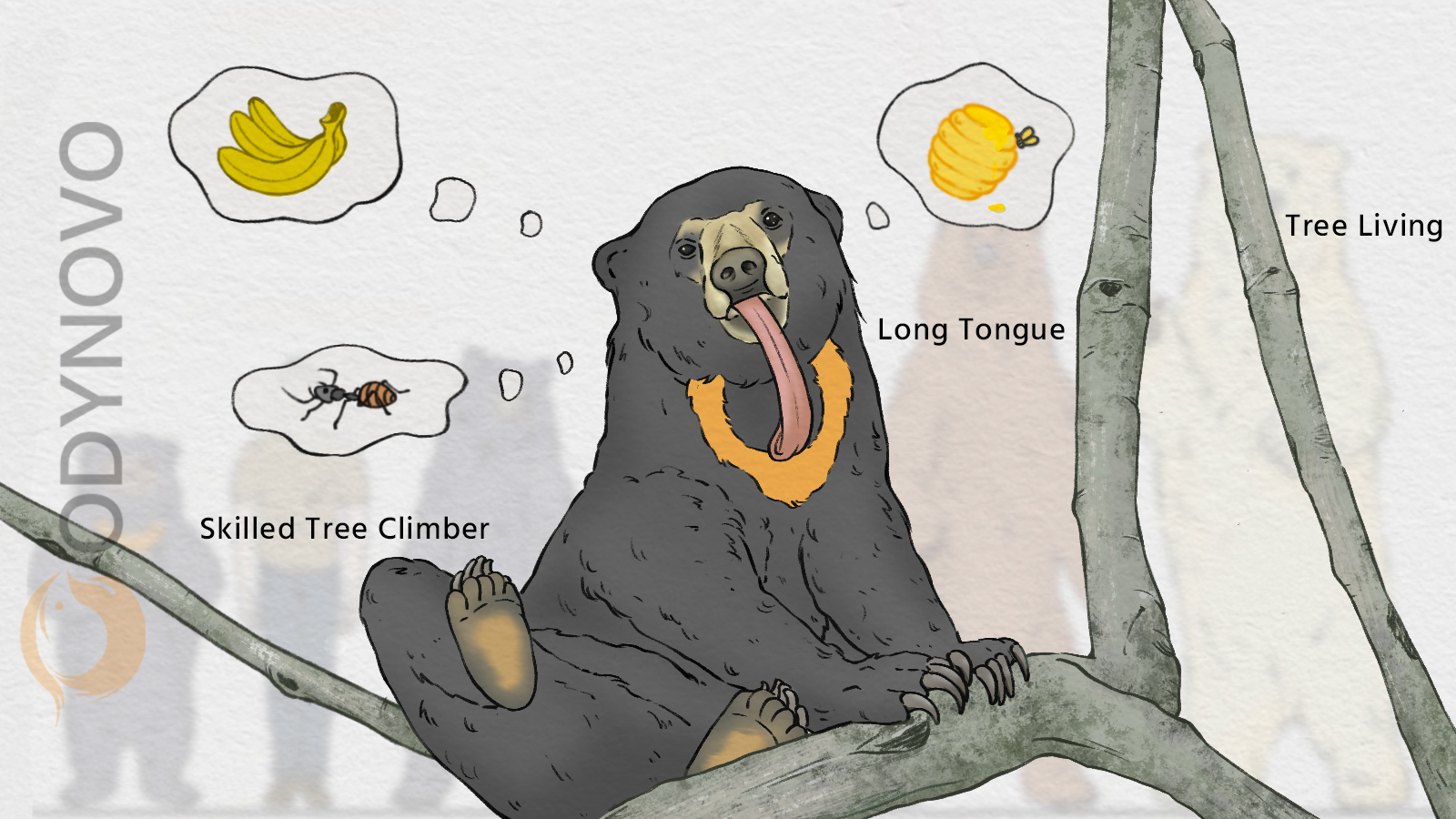 Sun Bear in Malaysia