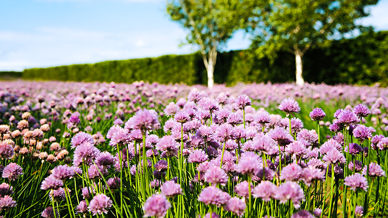Vast Flower Fields in Hokkaido