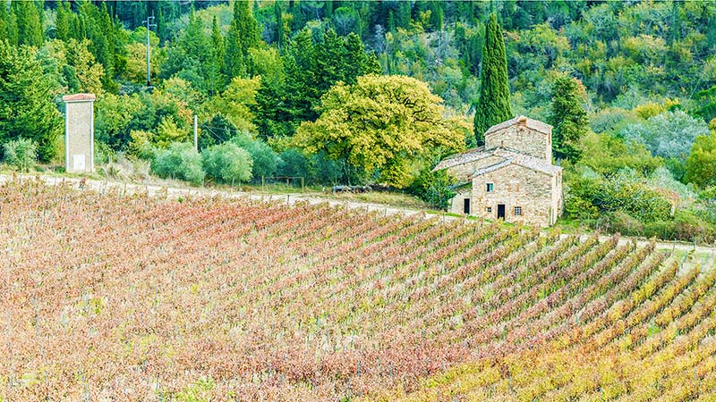 Vineyard in Tuscany