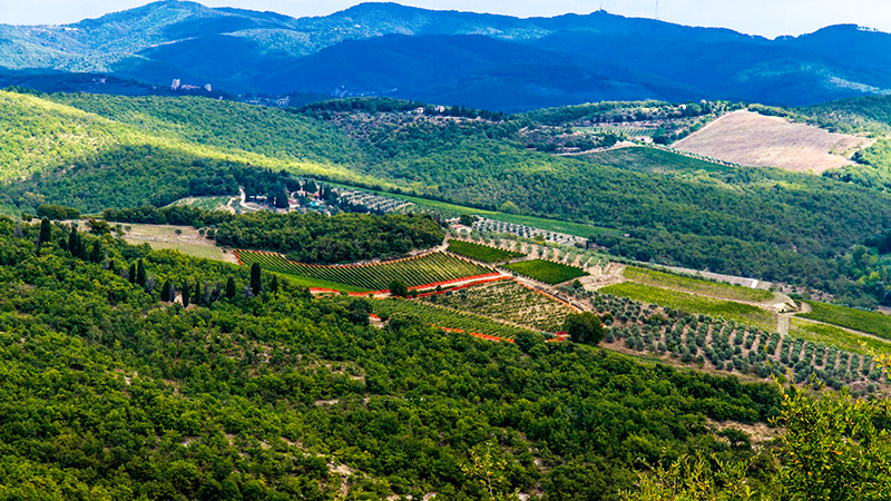 Vineyards in Italy