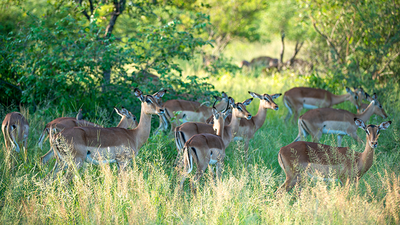 Wild Impala in Kruger National Park South Africa