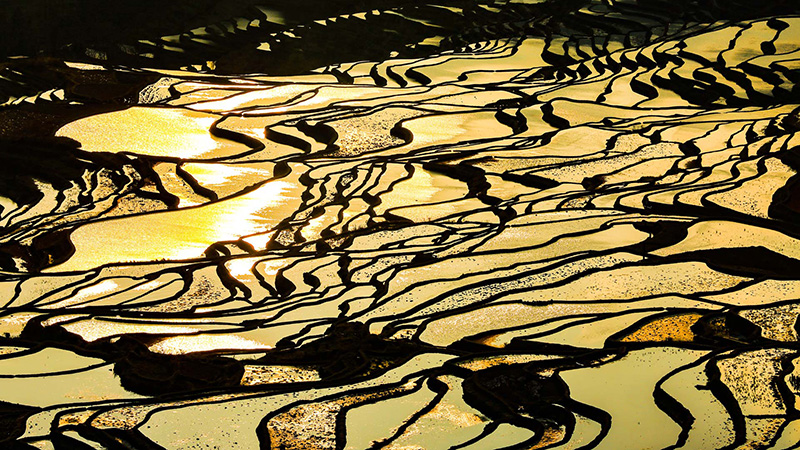 Yuanyang Terraces in Spring