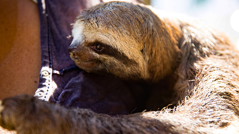 The Amazon Rainforest