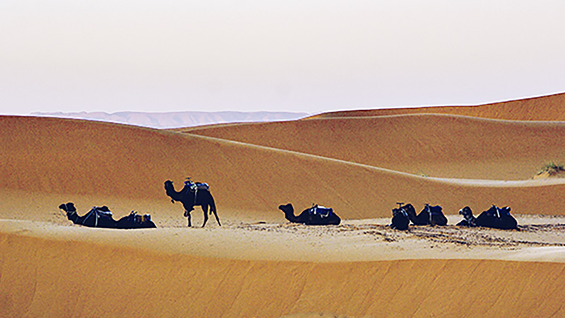 Camels Resting at Sahara Desert
