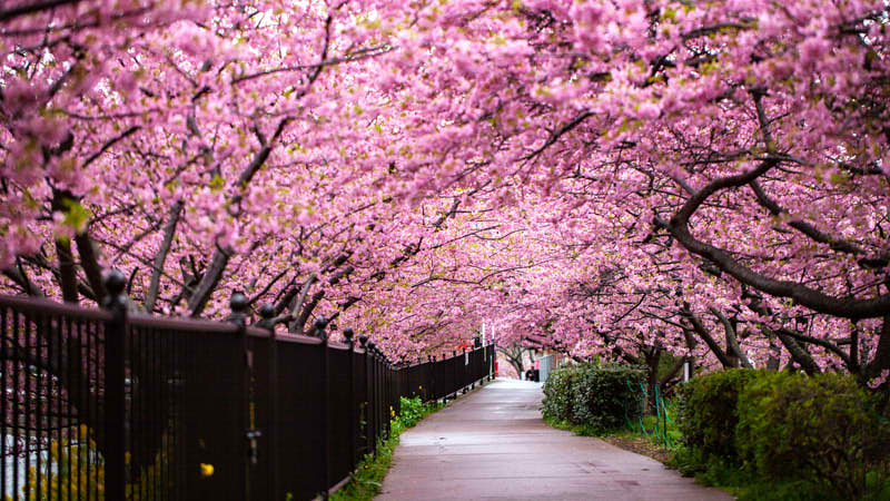 Cherry Blossoms Viewing Spots: Best Places in Osaka 2026
