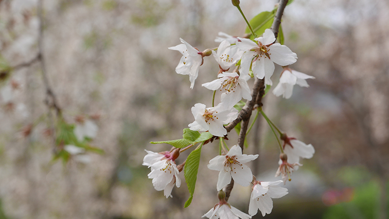 Cherry Blossom Close-up