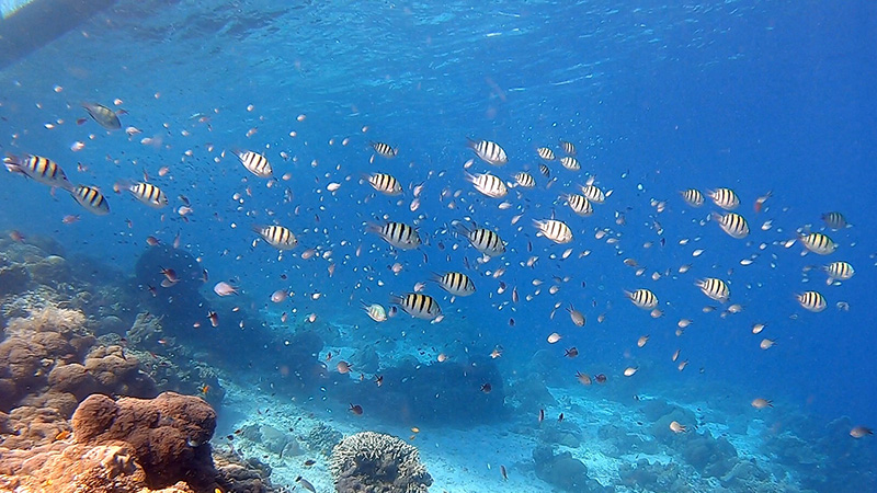 Explore Wonderful World Under the Sea