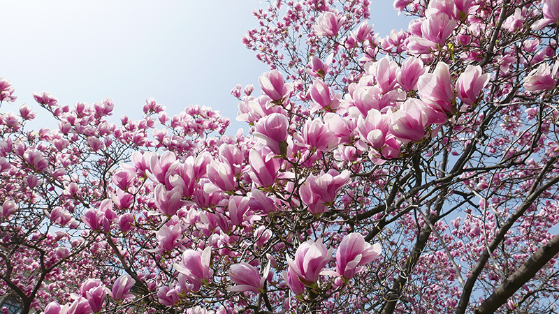 Flowers in Seongsan Ilchulbong, Jeju Island