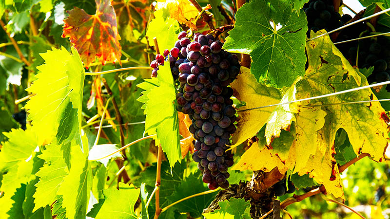 Grapes in Vineyard