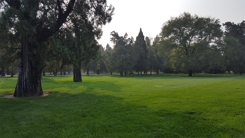 Green scenery within the park