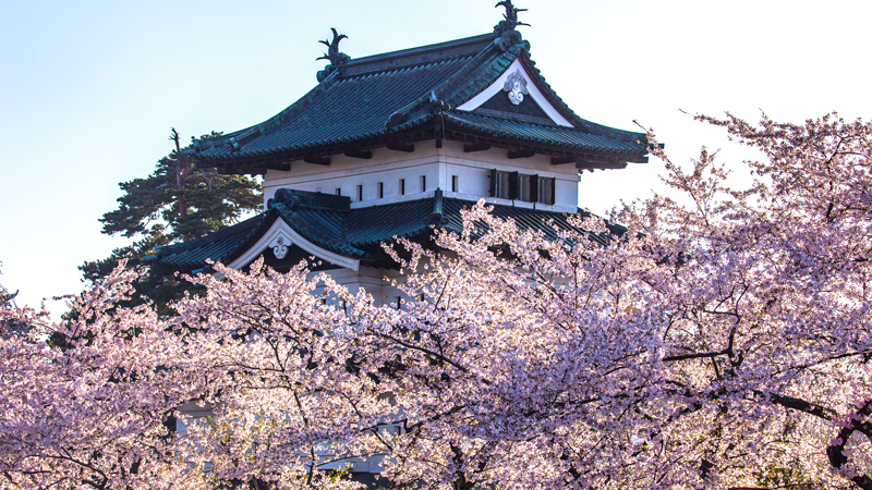 Hirosaki Castle Cherry Blossoms