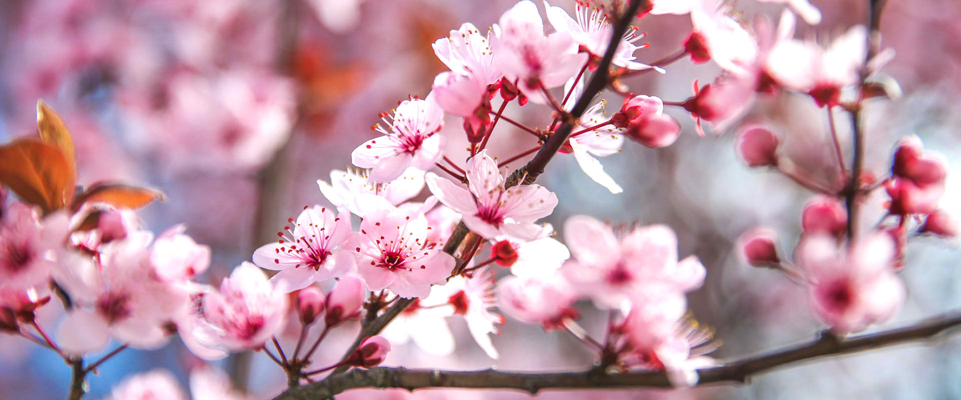 Japan Cherry Blossom 2026 Sakura Forecast Map for Hanami