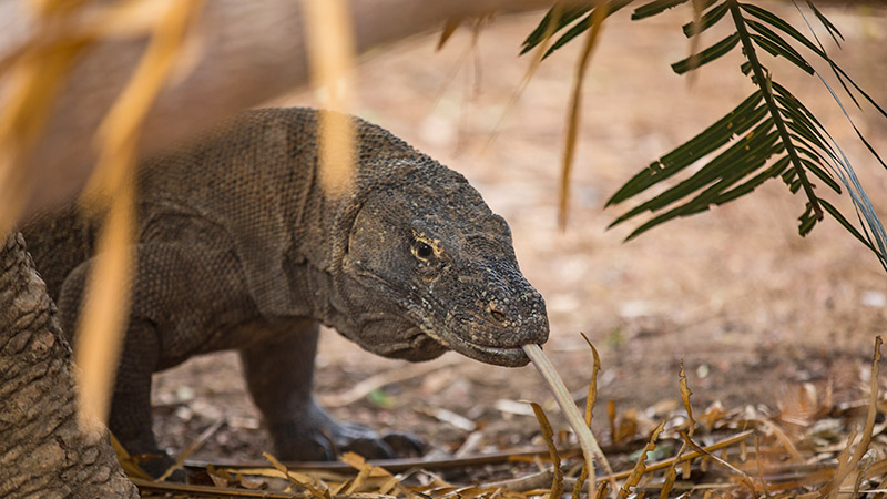Komodo Dragon