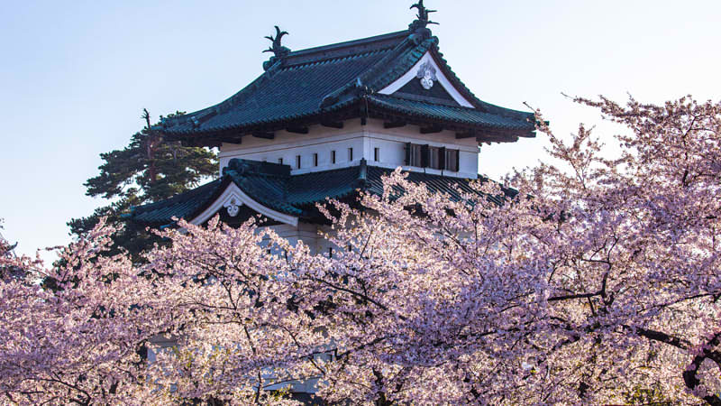 Matsumae Castle Cherry Blossom
