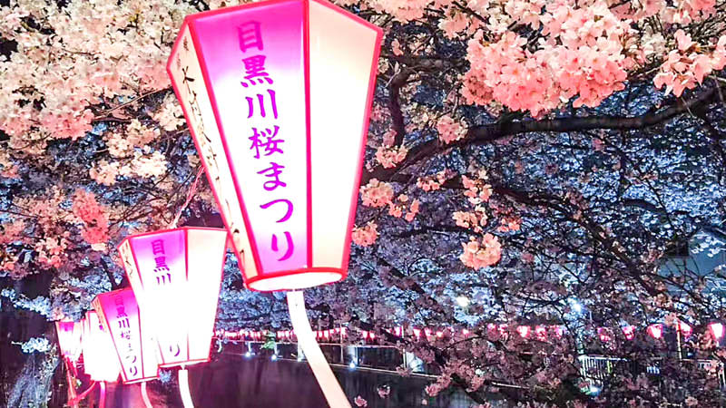 Mekurokawa Cherry Blossoms