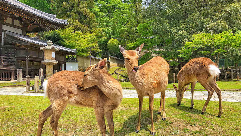 Deer in Nara Park