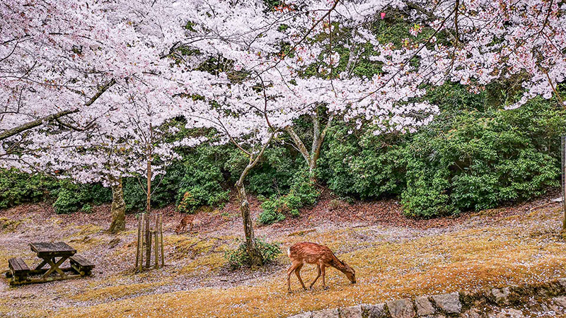Cherry Blossoms & Deer in Nara Park