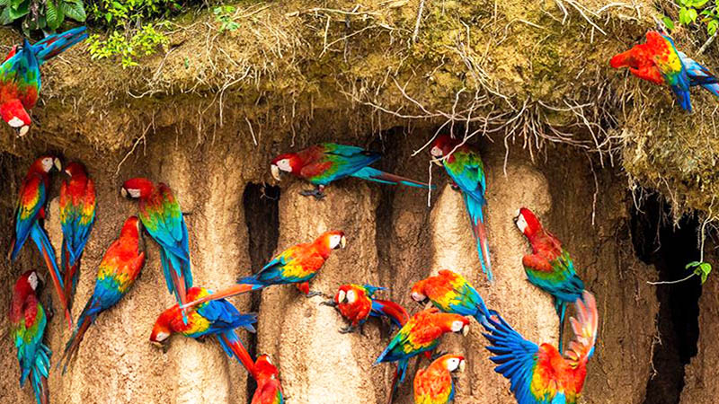 Parrot Clay Lick