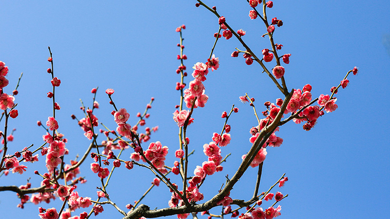Cherry Blossoms in Dark Pink