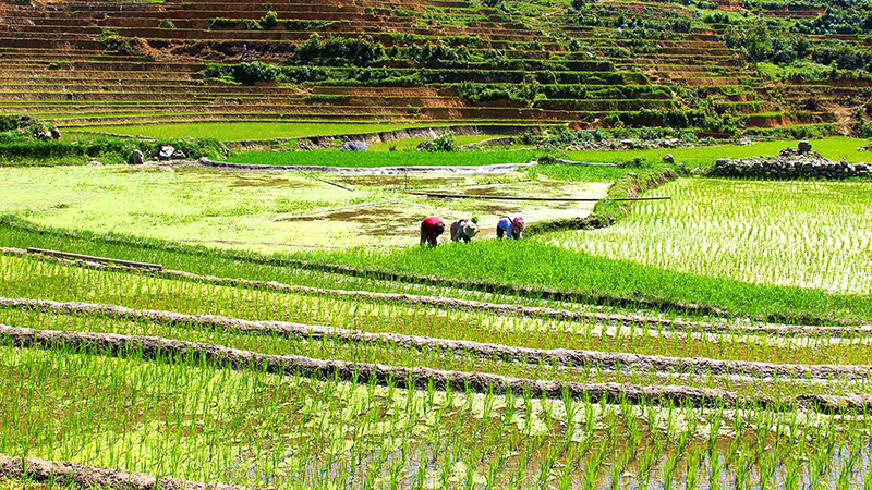 Rice Terraces in Sapa