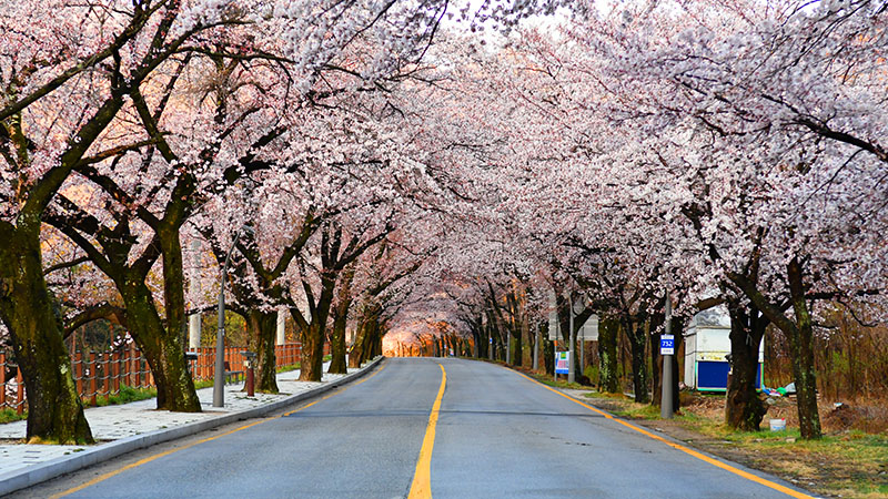 Cherry Blossoms in Seoraksan