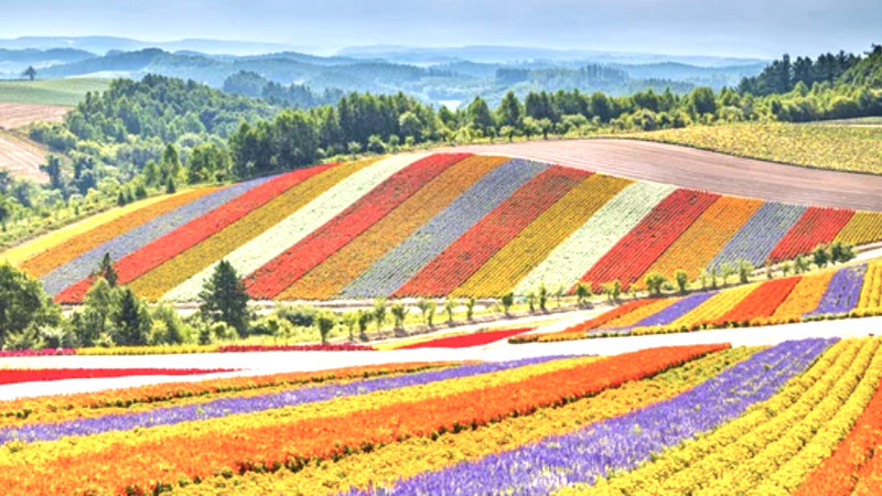 Summer Flower Field in Furano, Hokkaido