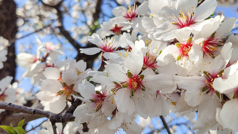 Almond Blossoms