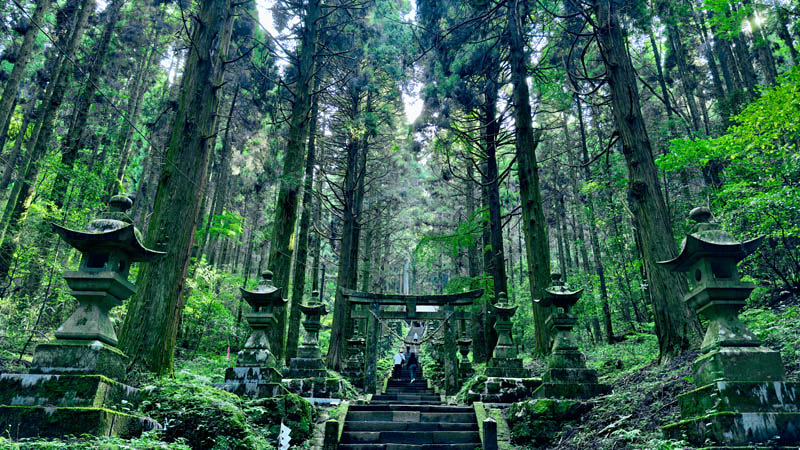 Lush Forest in Yakushima