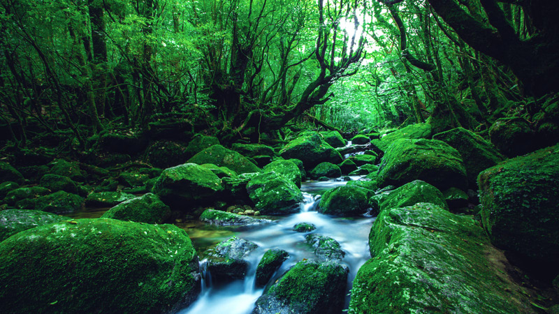 Yakushima Forest