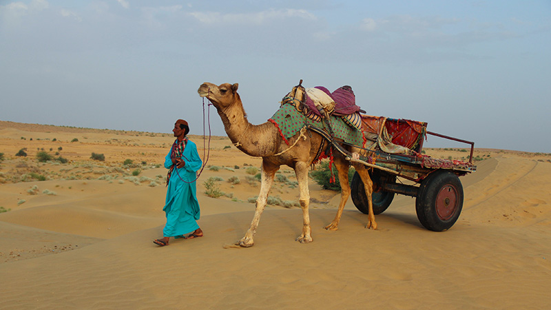 Camel Ride in Rajasthan Thar Desert