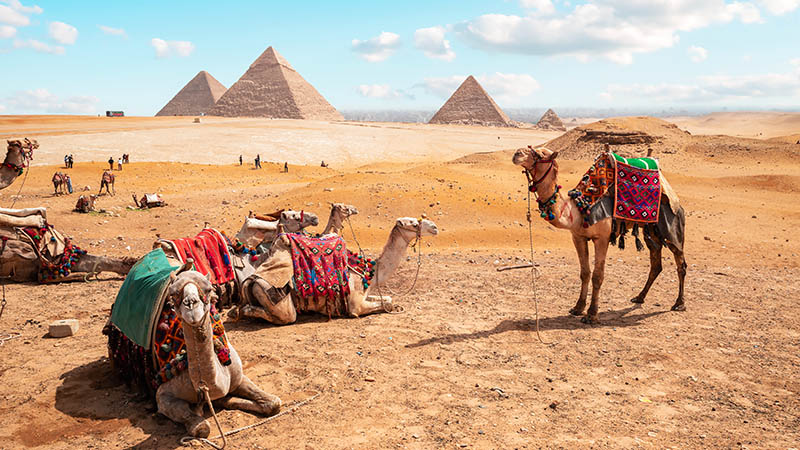 Camels in the Desert Near the Pyramids