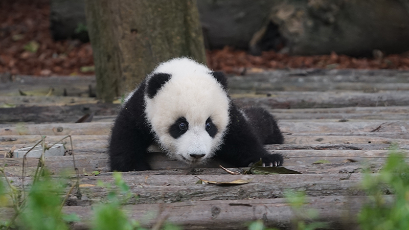 Panda en Chengdu