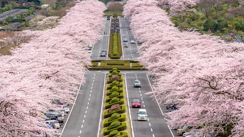 Cherry Blossoms Along the Driving Road