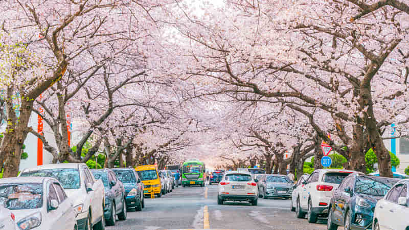Cherry Blossoms in Busan