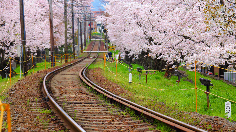 Sakura Blossoms With Railway