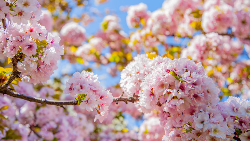 Cherry Blossoms With Double Layers