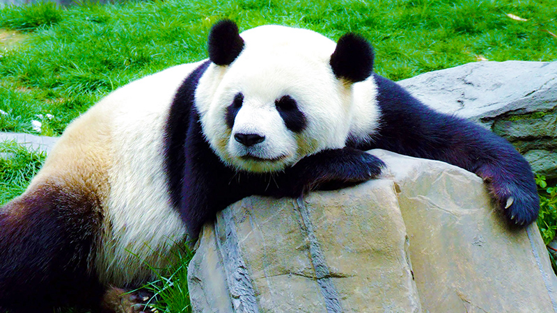 Meet the cute panda from close range